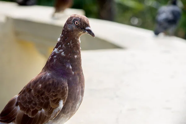 公園の屋外に立っていた茶色の鳩 — ストック写真