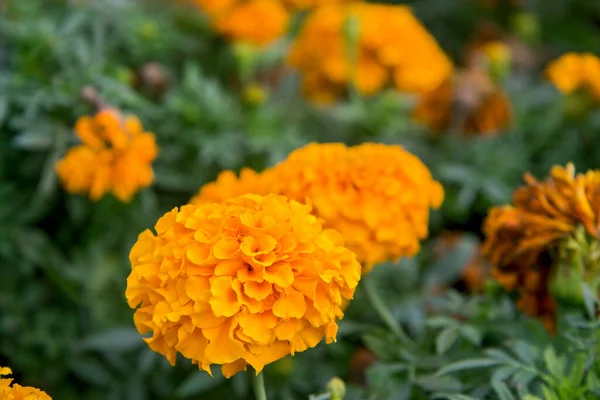 Marigolds Laranja Aka Tagetes Erecta Flor Closeup Canteiro Flores Jardim — Fotografia de Stock