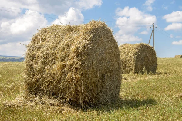 Straw Roll Bales Empty Harvested Field Daytime End Summer Blue — Stock Photo, Image