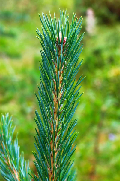 Takken Van Dennenboom Evergreen Met Naalden Closeup — Stockfoto