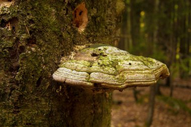 Ormandaki ağaç gövdesinde büyüyen ahşap mantar.