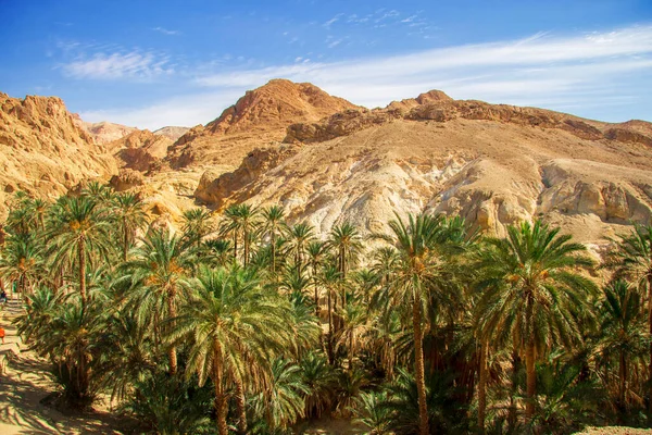 Hurma ağacının tomurcuğundan sarkan salkımlar, yere sarkmış beyaz bulutlar ve dağlar (yarattık).