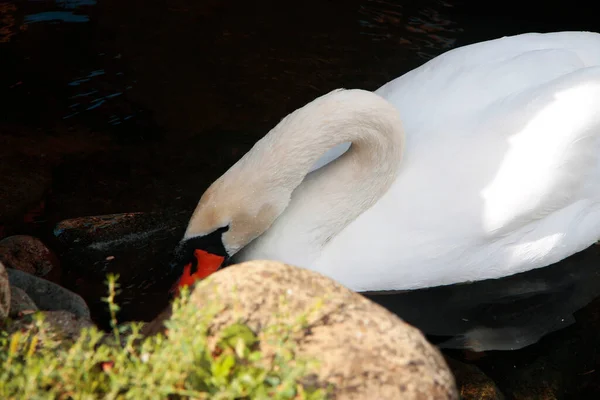 Schneeweißer Schwan Schwimmt Teich Des Klaren Wassers — Stockfoto