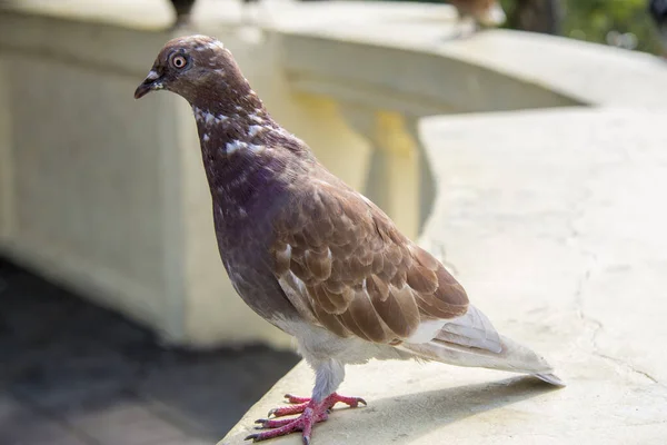 公園の屋外に立っていた茶色の鳩 — ストック写真