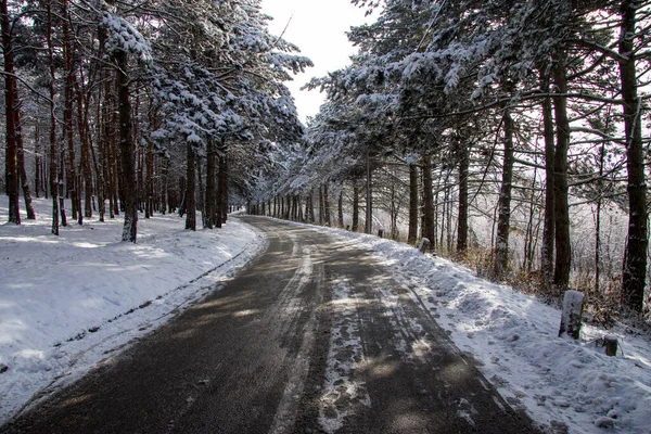 Twisted Winter Mountain Road Black Asphalt Snowy Trees Aside Sun — Stock Photo, Image