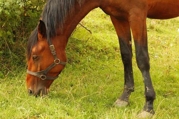 Häst Bete Kaukasus Gröna Äng Sommartid — Stockfoto
