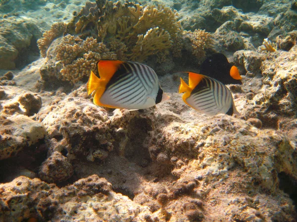 在埃及红海的暗礁上 热带异国情调的鱼尾纹金鱼带着黄色的尾巴在游动 — 图库照片