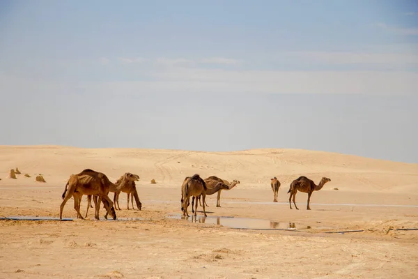 サハラ砂漠のラクダのグループ熱い太陽の下で水たまりから水を飲む — ストック写真