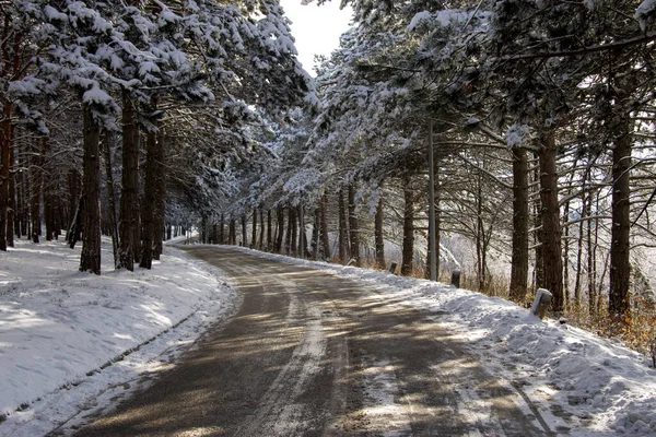 Verwinkelte Winterliche Bergstraße Aus Schwarzem Asphalt Mit Schneebedeckten Bäumen Die — Stockfoto