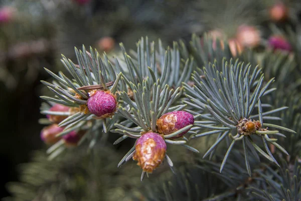 Pinheiro Com Pequenos Cones Violeta Agulhas Verdes Close Floresta — Fotografia de Stock