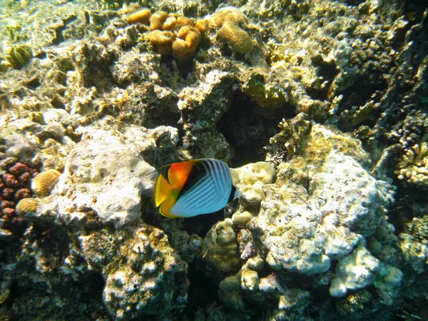 Peixes Tropicais Exóticos Chaetodon Auriga Com Cauda Amarela Movendo Sobre — Fotografia de Stock