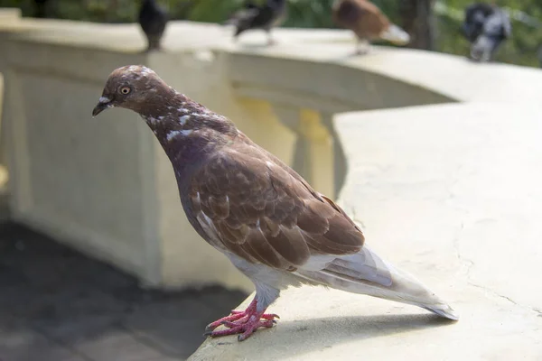 ひとりの茶色の鳩が公園の屋外に立っていた — ストック写真