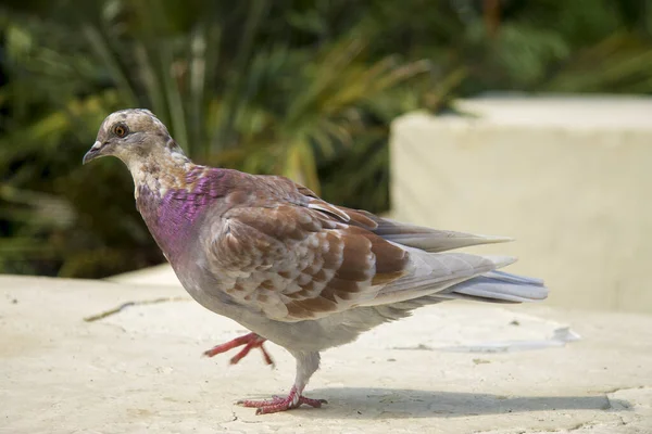 Eenzame Een Kleurrijke Duif Staan Het Park Buiten — Stockfoto