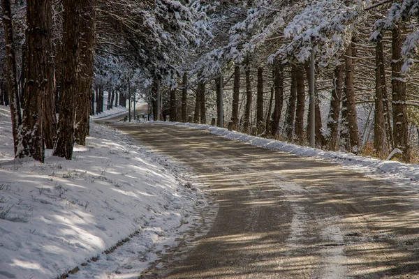 Twisted Winter Mountain Road Black Asphalt Snowy Trees Aside Leading — Stock Photo, Image