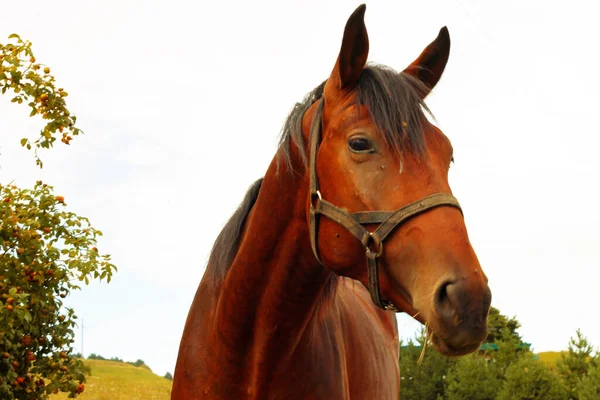 Kůň Pasoucí Kavkaze Zelené Louky Létě — Stock fotografie