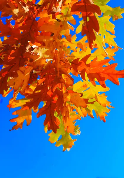 Een Gele Eik Blaast Takken Tegen Blauwe Lucht Het Herfstbos — Stockfoto