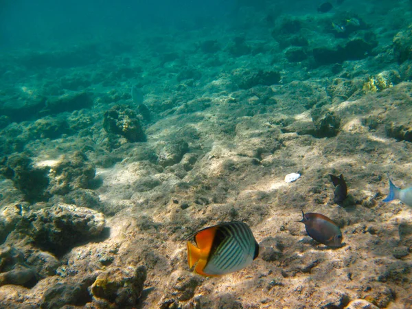 Peixes Tropicais Exóticos Chaetodon Auriga Com Cauda Amarela Movendo Sobre — Fotografia de Stock