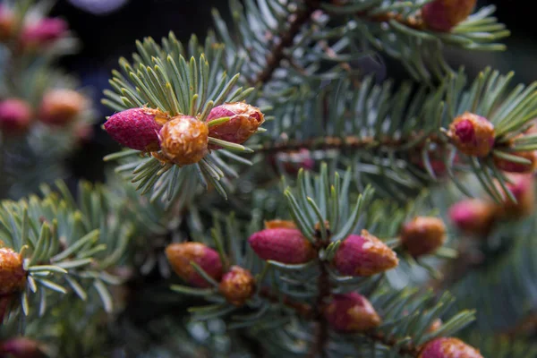 Árbol Pino Con Pequeños Conos Violetas Agujas Verdes Primer Plano —  Fotos de Stock