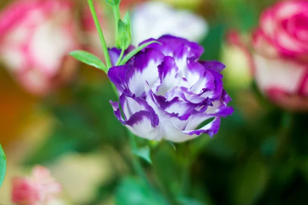 在充满爱的花束中绽放的蓝色花朵特写 — 图库照片