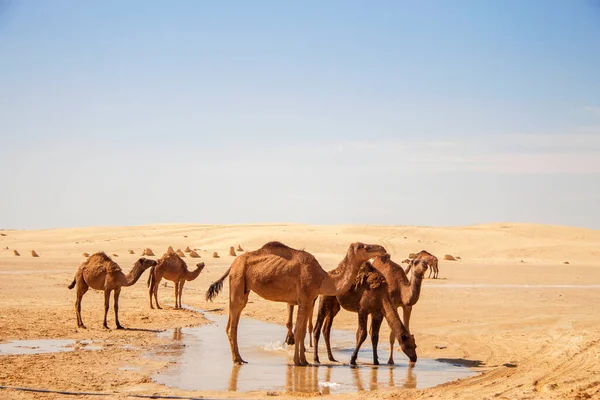 Einige Kamele Der Sahara Trinken Wasser Aus Pfützen Unter Heißer — Stockfoto