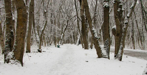 Snowy Winterweg Bomen Het Winterpark Buiten — Stockfoto