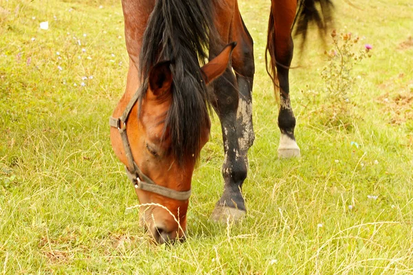 Paard Grazen Kaukasus Groen Grasveld Zomer — Stockfoto