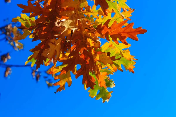 Ein Gelb Grünes Eichenblatt Den Zweigen Vor Blauem Himmel Herbstlichen — Stockfoto