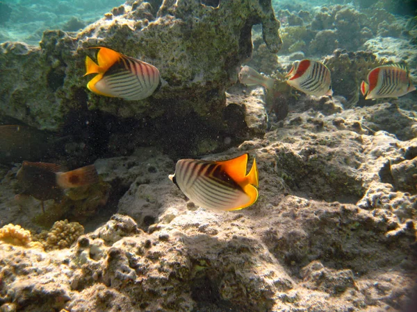 在埃及红海的暗礁上 热带异国情调的鱼尾纹金鱼带着黄色的尾巴在游动 — 图库照片