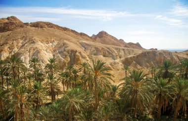 Hurma ağacının tomurcukları sarkmış, yere sarkmış salkımlarla donatılmış salkımlarla dolu.