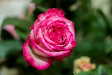 Pembe ve beyaz çiçek açan güller Sevgi dolu buket hediyeler içinde