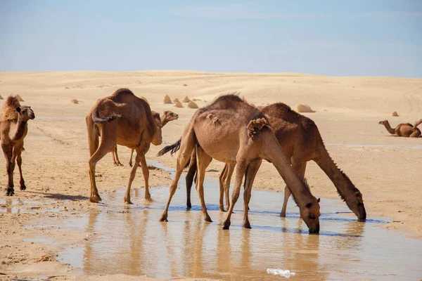 Kamelgruppe Der Sahara Trinkt Wasser Aus Pfütze Unter Heißer Sonne — Stockfoto