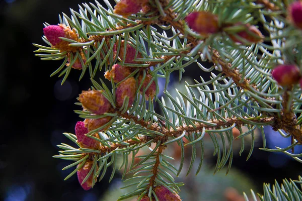 Pinheiro Azul Com Pequenos Cones Violetas Agulhas Verdes Fechadas Floresta — Fotografia de Stock