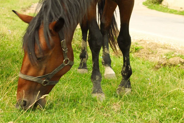 在高加索绿色草地上放牧的马 — 图库照片