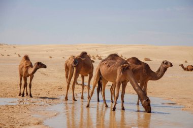 Sahra çölündeki develer sıcak güneşin altındaki su birikintisinden su içiyorlar.