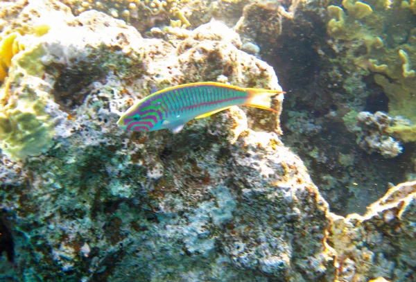 Tropik Egzotik Balık Thalassoma Rueppellii Kızıl Deniz Altındaki Resif Üzerinde — Stok fotoğraf