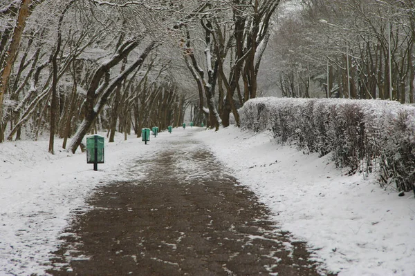 空旷的冬季道路和室外冬季公园的树木 — 图库照片
