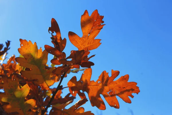 Een Gele Eik Blaast Takken Tegen Blauwe Lucht Het Herfstbos — Stockfoto