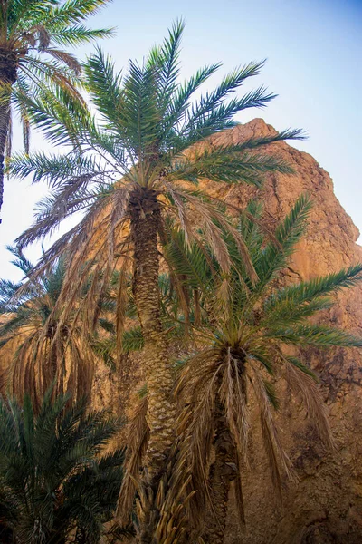 Date palm tree with date fruits against desert mountains and blue sky in oasis