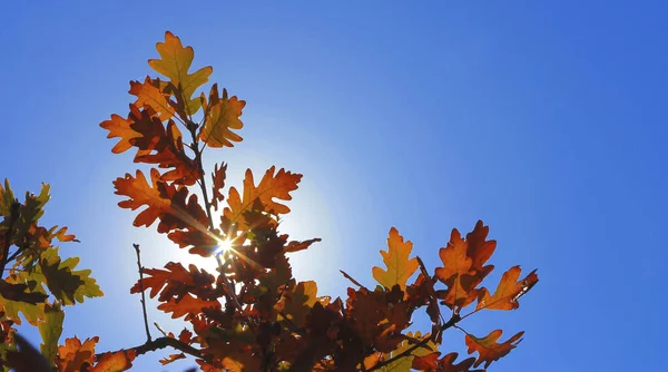 Een Gele Eik Blaast Takken Tegen Blauwe Lucht Het Herfstbos — Stockfoto