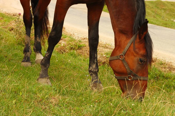 Häst Bete Kaukasus Gröna Äng Sommartid — Stockfoto