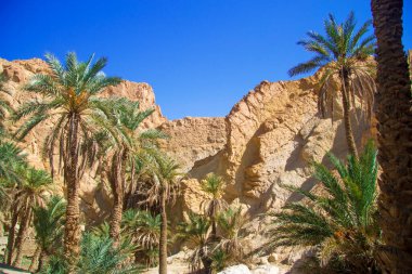 Date palm tree with date fruits against blue sky and desert mountains in oasis 