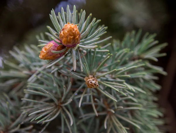 Kiefer Mit Kleinen Violetten Zapfen Und Grünen Nadeln Großaufnahme Wald — Stockfoto