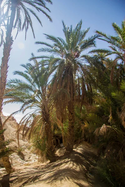 Date Palm Tree Date Fruits Blue Sky White Clear Sky — Stock Photo, Image