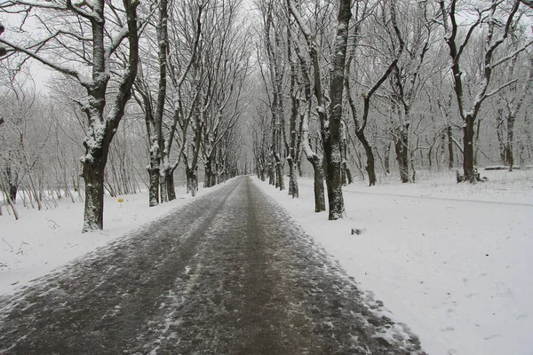 Route Hiver Enneigée Vide Arbres Long Dans Parc Hiver Extérieur — Photo