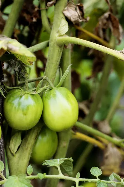 정원에서 녹색 토마토의 부시 — 스톡 사진