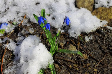 ilk bahar çiçekleri ormanın derinliklerinde