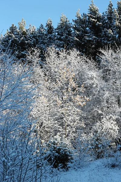 Trees covered with hoarfrost and snow in mountains — Stock Photo, Image