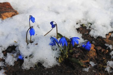 ilk bahar çiçekleri ormanın derinliklerinde