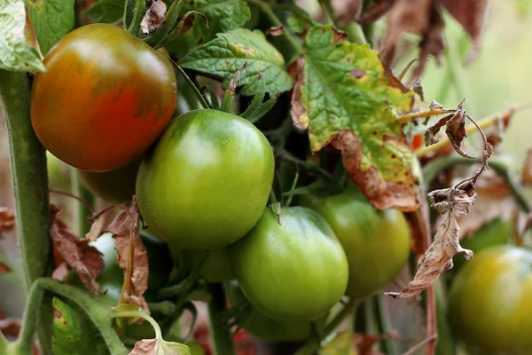 Bush bahçede yeşil domates — Stok fotoğraf