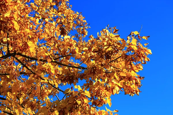 Gele Herfstbladeren op de takken tegen blauwe hemel — Stockfoto